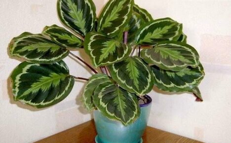 Miksi calathea-lehdet kuivuvat ja käpristyvät