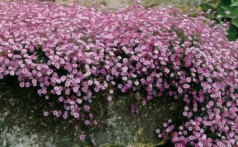 Kasvamme gypsophilaa puutarhassamme