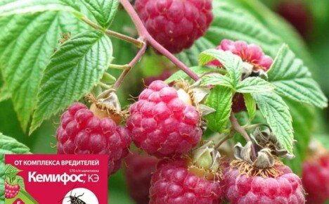 Kemifos-lääke (käyttöohjeet) ei jätä tuholaisia ​​yhdeksi mahdollisuudeksi