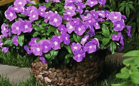Tunnetut ja vähän tunnetut periwinkle-lajit ja lajikkeet
