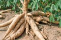 Cassava - mikä se on ja miten se valmistetaan oikein