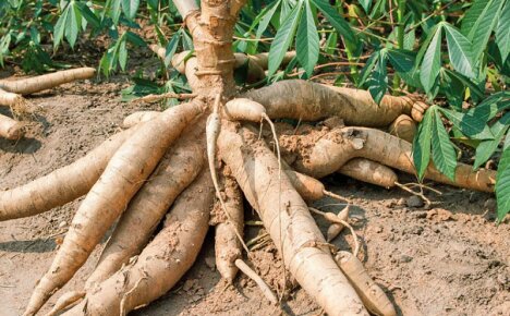 Cassava - mikä se on ja miten se valmistetaan oikein