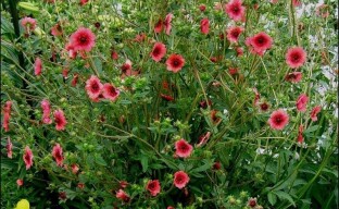 Hämmästyttävä nepalilainen Potentilla - vaatimaton kukkiva monivuotinen aloittelijoille puutarhureille