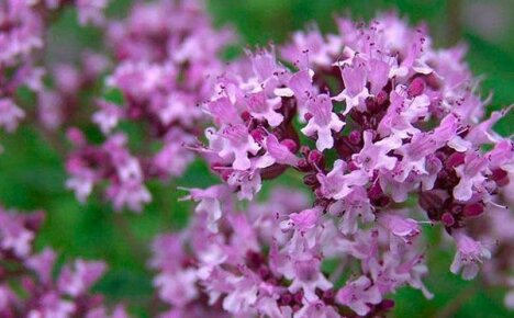 Miksi oregano on hyödyllinen naisten ja miesten terveydelle?