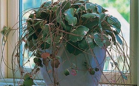 Ihana saxifrage kotona