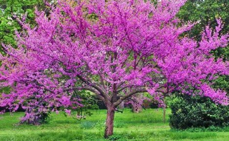 Puutarhan koristelu - cercis-puu
