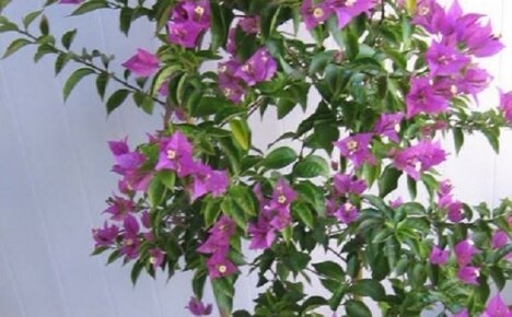 Puolustamaton kauneus ilman piikkejä - bougainvillea alaston