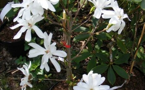 Indoor magnolia - kuinka kasvattaa upeaa kauneutta kotona