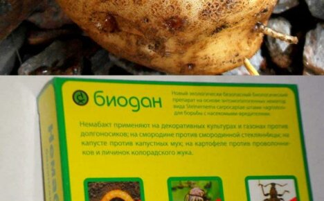 Ohjeet Nemabactin käyttöön ja biologisen tuotteen toimintaan