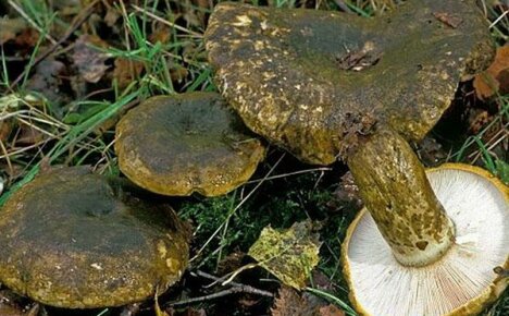Miltä mustat maitosienet näyttävät ja mikä on niiden maku