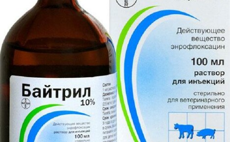 Antibiootti Baytril: käyttöohjeet yksityiskohtaisella kuvauksella