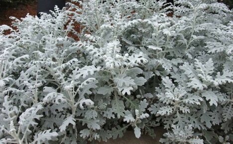 Erittäin koristeellinen cineraria hopeanhohtoinen - vuotuinen vai monivuotinen?