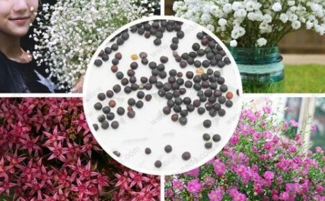 Kaksi tapaa kylvää gypsophila