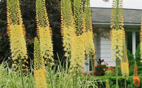 Eremurus-istutuksen ja avoimen kentän hoidon tärkeimmät hienovaraisuudet