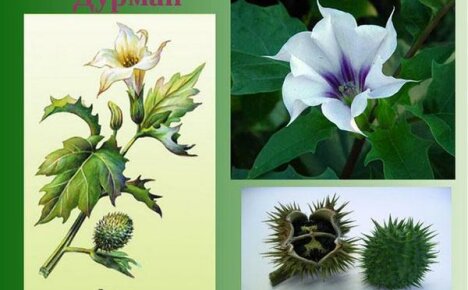 Datura-yrttien käyttö