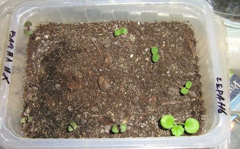 Pelargoniumin siementen tehokas itävyys