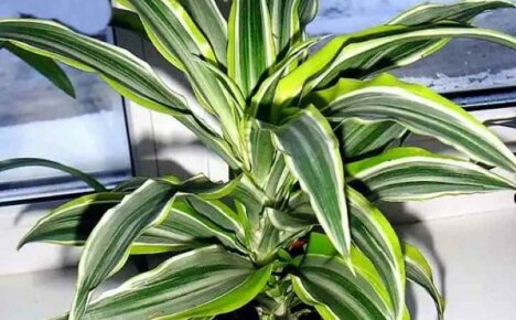 Kuinka hoitaa dracaena deremskaa kirjojen lehtien värin säilyttämiseksi