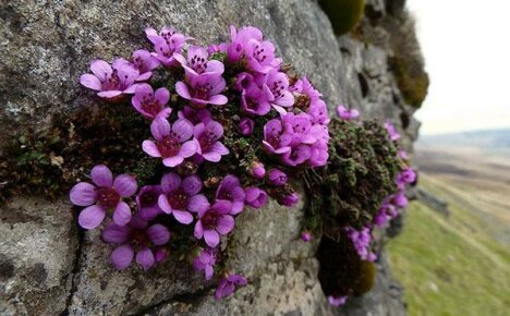 Saxifragan lajit ja lajikkeet