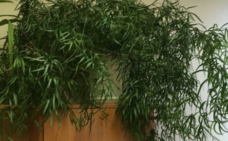 Kasvava puolikuu parsa - koristeellinen liana huoneen maisemointiin
