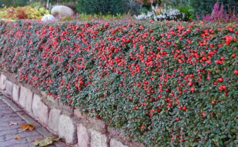 Muutamme kesämökin herkkujen puutarhaksi suosituilla cotoneaster-tyypeillä ja -lajikkeilla
