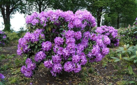 Rhododendron katevbinsky, sen ominaisuudet ja viljelysäännöt