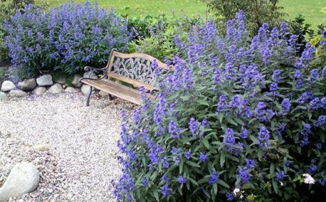 Ylellinen pensas karyopteris maisemasuunnittelussa