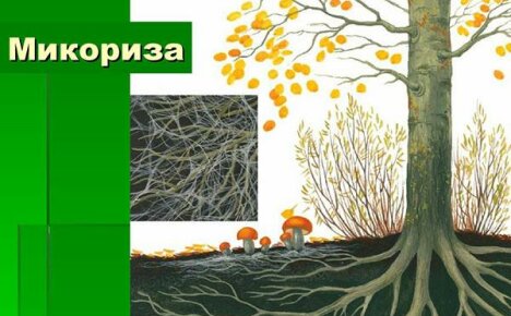 Mykoriisa ja sen rooli kasvien elämässä