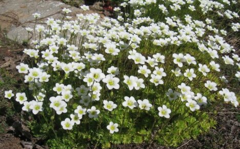 Tällainen monipuolinen ja vaatimaton saxifrage - istutus ja hoito, valokuva