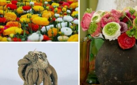 Tapoja istuttaa ranunculus - lempeä buttercup puutarhaan