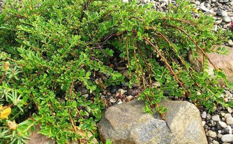 Cotoneasterin lisääntyminen: 4 päätapaa