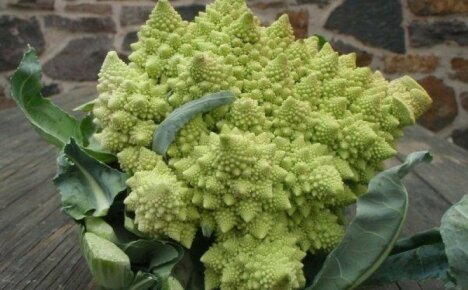 Kuinka valmistaa Romanesco pitämään se maukkaana - suosittuja romanikaalia-reseptejä