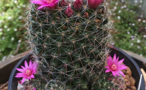 Mammillaria-kaktuksen kotona hoidon hienovaraisuudet ja salaisuudet