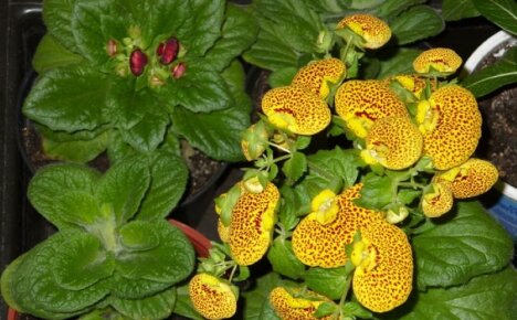 Calceolaria - kasvaa siemenistä kylvöstä poimimiseen