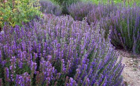 Hyssop officinaliksen käyttäminen elämänlaadun parantamiseen
