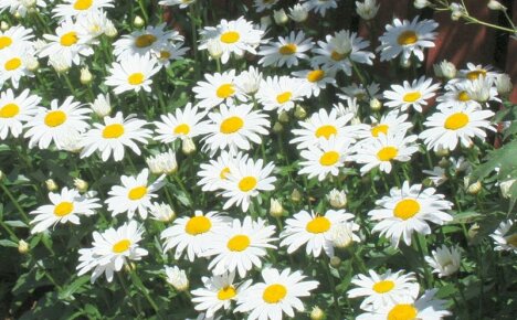 Agrotekniikka leucanthemumin (nivyanik) kasvattamiseksi siemenistä