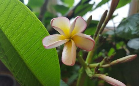 On tärkeää tietää, miten plumeria juurtaa kauniin kasvin kasvattamiseksi