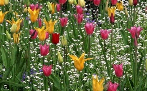 Lily tulppaanit - kaikkein siro kevätkukat