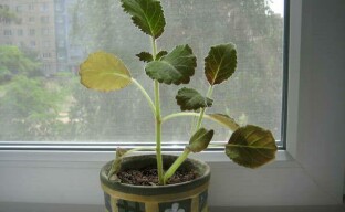 Pienen gloxinia-pensaan muodostumisen salaisuudet