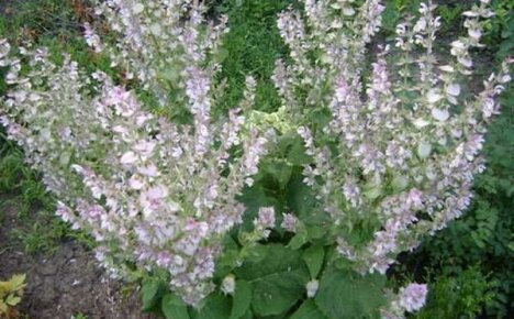 Kasvava salvia puutarhassa
