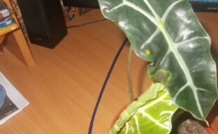 Kuinka elvyttää alennettua alokasiaa ja levittää sitä kyhmyillä