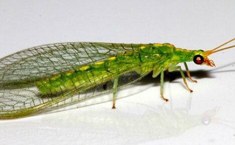 Puutarhan apuvälineet - lacewings