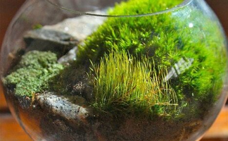 Kuinka kerätä sammal vuodevaatteita varten terraarioosi itse