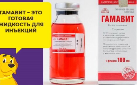 Sairauksien ja immuniteetin suhteen - immunomodulaattori Gamavit, käyttöohjeet koirille
