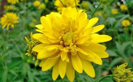 Pala aurinkoa maassa - viehättävät näkymät rudbeckiaan