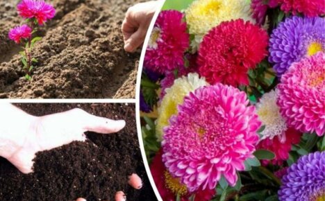 Asters - vaatimattomien kukkien istuttaminen ja hoitaminen avoimella kentällä