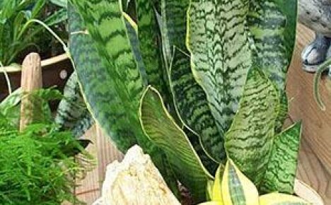 Sansevieria ei vaadi monimutkaista hoitoa