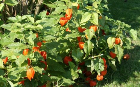 Physalis mansikka - kasvaa ja hoitaa syötäviä koristeita