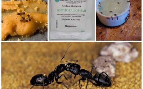 Boorihapon muuraus: reseptit tappavaan hoitoon