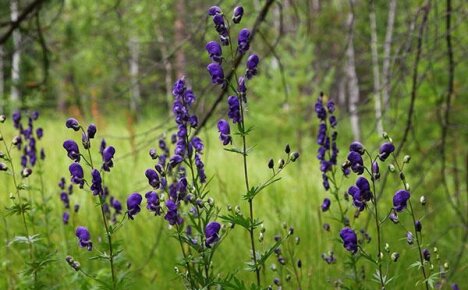 Käytämme yrtti-akoniitin parantavia ominaisuuksia terveydellemme