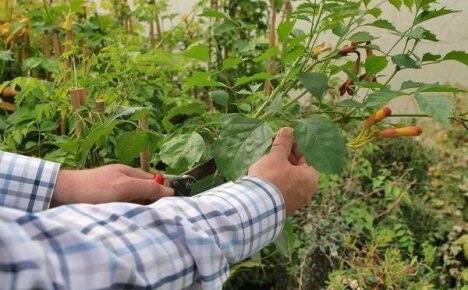 Kampsis-karsiminen: miten ja milloin leikata viiniköynnös